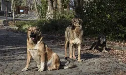 Sokak köpeğini uyuşturmak istemişti: Tabancayla kendini vurdu