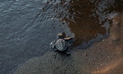 Nesli tükenme tehlikesi altındaydı: Caretta carettalar için nöbet tuttular