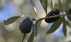 Dünyanın ilk furma zeytin festivali Karaburun'da gerçekleşti