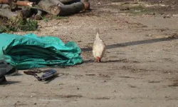 İki yeğenini tüfekle vurdu, sebebi şaşırttı: Tavuk