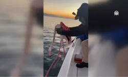 İzmir'de balıkçılar, misinaya dolanan flamingoyu kurtardı