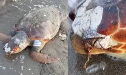 Soyu tükeniyor: Urla'da sahilinde ölü caretta caretta bulundu