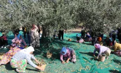 19. Ayvalık Uluslararası Zeytin Hasat Festivali’nde ilk hasat coşkusu