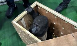 Nesli tükenmek üzere: İstanbul Havalimanı'ndaki operasyonda gorilla gorilla kurtarıldı