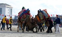 Aydın'da Deve Güreşi Festivali Dünya Kupası heyecanı