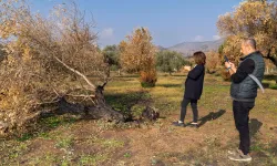 İzmir yangınlarında büyük zarar görmüşlerdi: Zeytin ağaçları hayatta dönecek