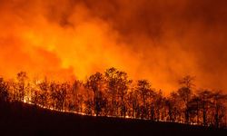 Tugay’dan dikkat çeken kayıp kaçak çıkışı: Orman yangınında kullanıldı