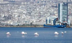 İzmir Körfezi yeniden maviye bürünüyor: Kuşlar Ege'nin İncisi'ne döndü