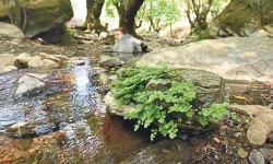 Keşkek ve gözleme yemek isteyen bu köye akın ediyor: İzmir'in sakin köyü yeşilin her tonu ile ziyaretçilerini büyülüyor