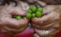 İzmir'in tescilli lezzeti: Çoğu kişi bilmese de bu köyde asırlardır yapılıyor