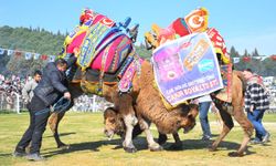 İzmir'de Deve Güreşi Festivali: 35 bin kişinin katılımıyla gerçekleşti