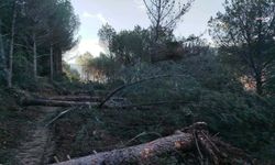 İzmir’deki yol çalışmaları bölge sakinlerini isyan ettirdi: Yüzlerce ağaç kesiliyor!