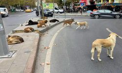 Hayvanseverlerden bakanlığa ‘ceza’ tepkisi: Barınaklarda katliam olur!