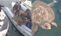 Çanakkale’de şaşkına dönen Caretta Caretta tekne limanına girdi: Kurtarılış anları kameralara yansıdı!