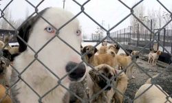 Köpek katliamı iddiası: Belediye çalışanları görevden uzaklaştırıldı