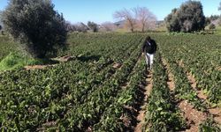 Muğla'da zirai don üreticiyi etkiledi: 50 dönüm patates zarar gördü