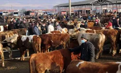 Afyonkarahisar'da havyan pazarları ikinci bir emre kadar kapatıldı