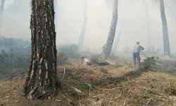 Aydın Bozdoğan’da yangın: 2 hektar alan zarar gördü