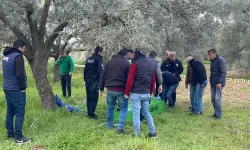 Zeytin bahçesinde ölü bulundu: Acı gerçek ortaya çıktı