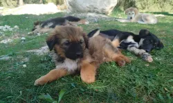 İzmir'de ormanlık alana attılar: 25 yavru köpek yardım bekliyor