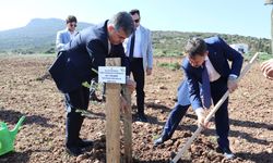 İzmir'de adalet ve çevre için anlamlı proje: Hükümlüler 4 bin zeytin fidanı dikti