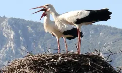 Sayıları hızla artıyor: Bu köyde her şey leylekler için