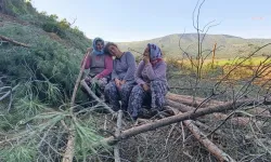 Tire Çayırlı Köyü'nde isyan: Ağaçlarımızı öldürüyorlar