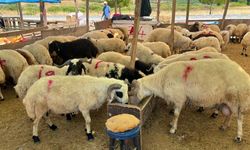 Aliağa'da kurban kesim fiyatları açıklandı: Korsan kasaplara dikkat