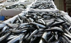 Balık stokları tehlikede: Karadeniz’de 15 yıllık düşüş göz korkutuyor