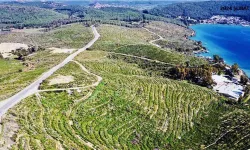 Bodrum'da ormanları korumak için seferberlik başladı