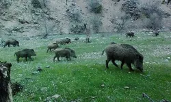 Kuşadası'nda domuzları besleyenlere kötü haber: 7 bin TL cezası var