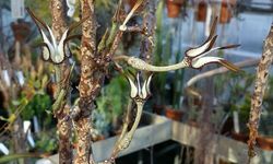 Egzotik görünümüyle büyülüyor: Ceropegia stapeliiformis ve yılan otunun bilinmeyen faydaları