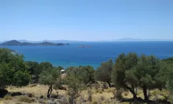 İzmir'de çadırını alan buraya gidiyor: Zeytin ağaçları arasında Maldivleri aratmayan bir kamp alanı