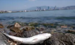İzmir Körfezi ile ilgili korkutan açıklama: Balık ölümlerini yeniden göreceğiz