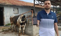 Kurbanlık almak isterken 200 bin TL dolandırıldı: Yeni tezgaha dikkat!
