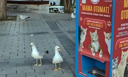 Martıların "miyav" taktiği sosyal medyada viral oldu