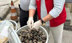 Gıda zehirlenmesine davetiye: Otobüs bagajında 100 kilo midye yakalandı