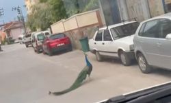 Tavus kuşu şehir turuna çıktı: Trafikte ilginç anlar yaşandı