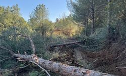 Belevi-Tire yolu güzergahındaki ağaç kesimi CİMER’e taşındı: Belediyeden görüş almaya gerek duyulmamış