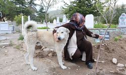 Vefalı can dost: Sahibinin mezarını terk etmiyor