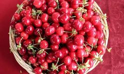 10 dakikada 2 kilo 592 gram kiraz yedi: Yarım altını kaptı