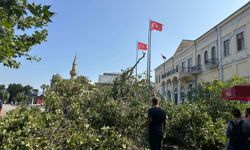 Türk filmlerinin simgesiydi: İzmir'in tarihi çınarı devrildi