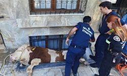 Sahibinden kaçan boğa, pencere boşluğuna düştü: O anlar kamerada