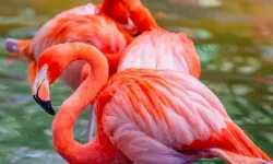 Nedenini duyunca çok şaşıracaksınız: İzmir'in meşhur flamingoları neden pembe renkli?