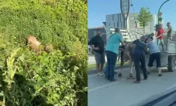Bir bayram klasiği: Kurbanlıklar kaçtı, vatandaşlar kovaladı