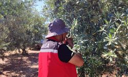 Zeytin güvesi alarmı: Tarım Müdürlüğü üreticileri uyardı