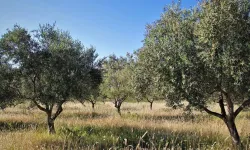 Zeytinlikleri madene açan yasa teklifine bir tepki daha!