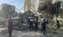 Aydın'da ağaç devrildi: İki araç hasar gördü