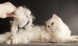 Evde kedi tüyü nasıl temizlenir? Kıyafetlerdeki kedi tüylerinden kurtulmanın en etkili yolları