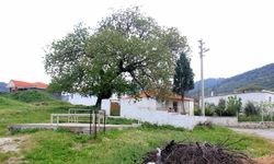 İzmir'in bu köyünü kötülüklerden koruyor: Helvacı Dede Türbesi
